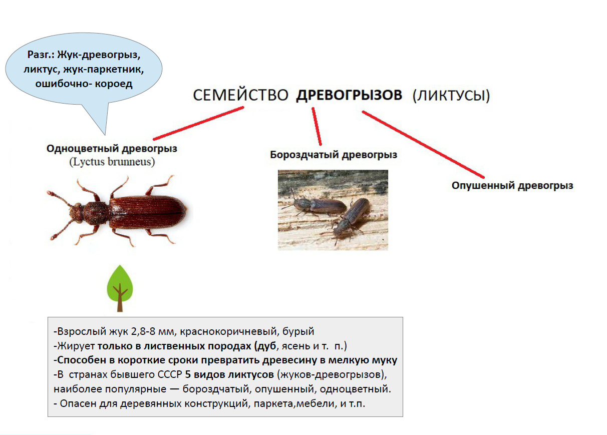 Жуки в срубе, досках, бревнах деревянного дома - СЭС 